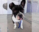 BOSA - Female Bulldog-Unknown Mix Dog for Adoption - Small photo