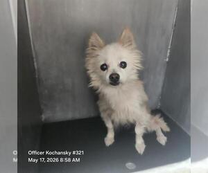 Mutt Dogs for adoption in San Antonio, TX, USA