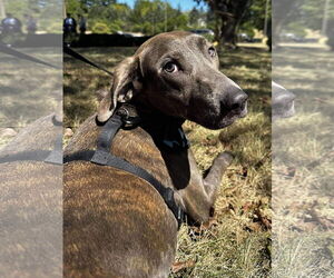 Unknown-Weimaraner Mix Dogs for adoption in Germantown, OH, USA