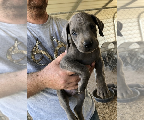 Medium Photo #7 Great Dane Puppy For Sale in DEVINE, TX, USA
