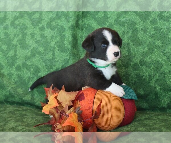 Medium Photo #1 Cardigan Welsh Corgi Puppy For Sale in LIVERMORE, CO, USA