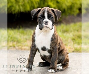 Boxer Puppy for sale in HONEY BROOK, PA, USA