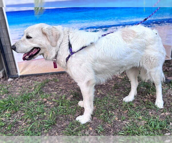 Medium Photo #7 Great Pyrenees Puppy For Sale in Spring, TX, USA