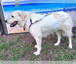 Small #6 Great Pyrenees