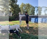 Small Photo #30 Dogo Argentino Puppy For Sale in BEAUMONT, CA, USA