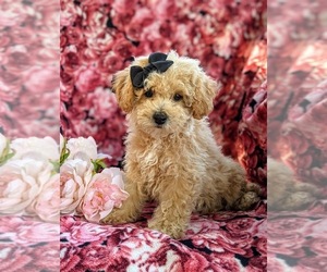 Bichpoo-Poodle (Miniature) Mix Puppy for sale in LINCOLN UNIV, PA, USA