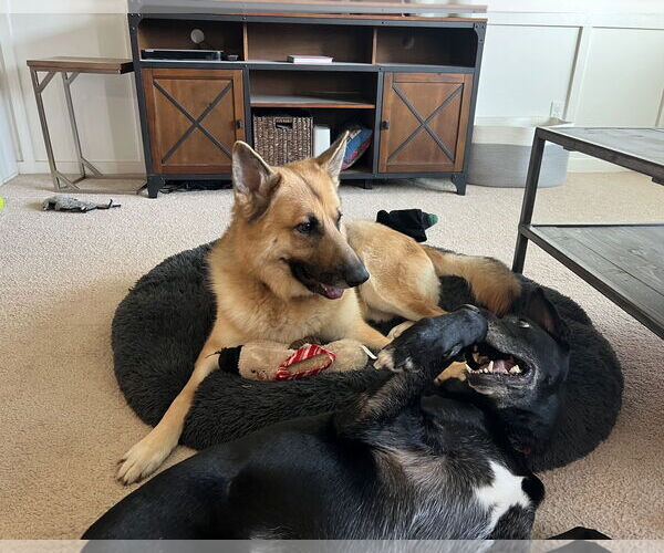 Medium Photo #2 German Shepherd Dog-Unknown Mix Puppy For Sale in La Grange , NC, USA