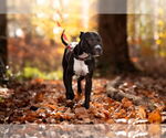 Small #15 American Pit Bull Terrier
