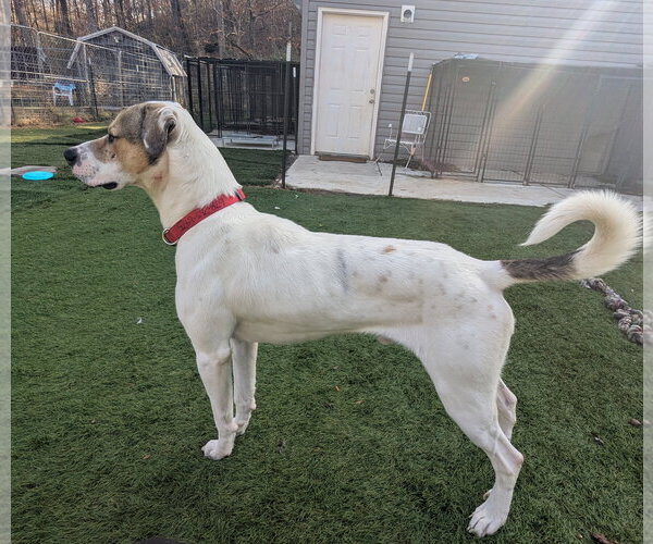 Medium Photo #4 American Foxhound-Boxer Mix Puppy For Sale in Calhoun, GA, USA