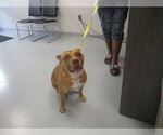 BISCUIT - Male American Staffordshire Terrier Dog for Adoption - Small photo