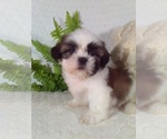 Small Photo #13 Shih Tzu Puppy For Sale in SUGARCREEK, OH, USA