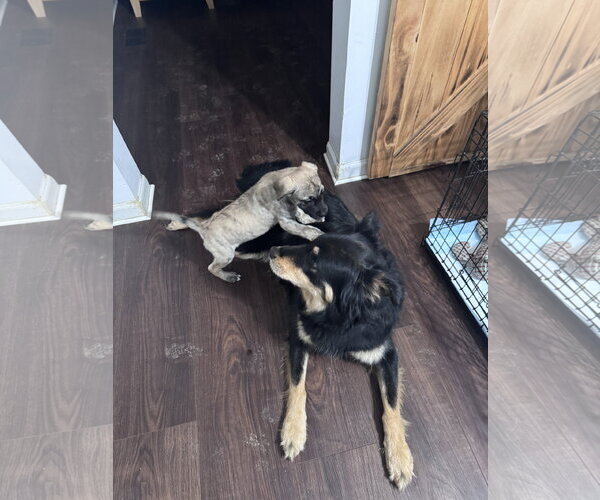 Medium Photo #11 German Shepherd Dog-Unknown Mix Puppy For Sale in Columbus, IN, USA