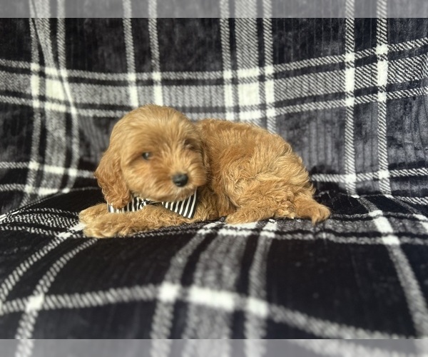 Medium Photo #5 Cavapoo Puppy For Sale in LAKELAND, FL, USA