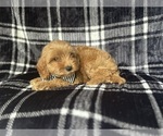 Small #4 Cavapoo