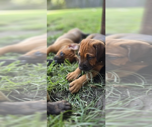 Medium Photo #7 Cane Corso-Doberman Pinscher Mix Puppy For Sale in NORFOLK, VA, USA