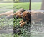 Small #6 Cane Corso-Doberman Pinscher Mix