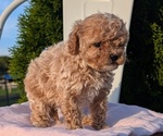 Small #6 Cavapoo (Miniature)