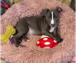 Small #2 Mutt