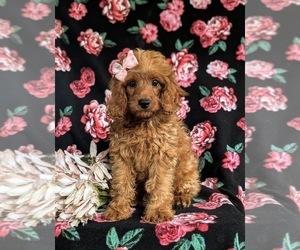 Cock-A-Poo Puppy for sale in BIRD IN HAND, PA, USA