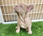 Small #7 French Bulldog