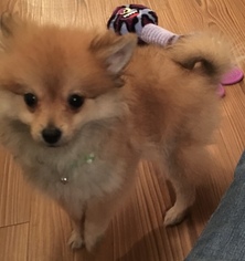 Pomeranian Puppy for sale in ARLINGTON, TX, USA