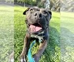 Small #6 American Pit Bull Terrier Mix
