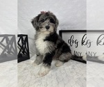Small #2 Bernedoodle (Miniature)