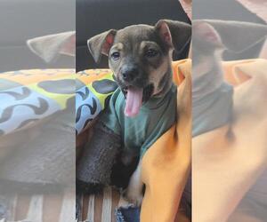 Dory - Female Chihuahua-Unknown Mix Dog for Adoption - Photo #4