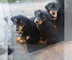 View Ad: Doberman Pinscher-Greyhound Mix Litter of Puppies ...