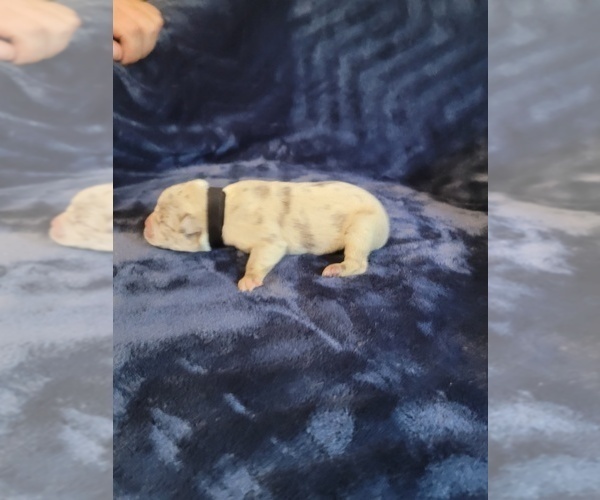 Medium Photo #9 Olde English Bulldogge Puppy For Sale in HAMLER, OH, USA