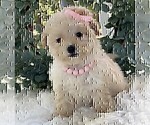 Small #24 Poodle (Toy)