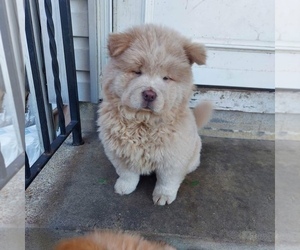 Chow Chow Puppy for sale in READING, PA, USA