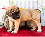 Small Photo #24 Mastiff Puppy For Sale in WAKARUSA, IN, USA