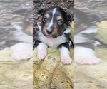 Small Photo #1 Miniature Australian Shepherd Puppy For Sale in SAINT CLAIR, MO, USA