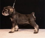 Puppy Astra Noble Schnauzer (Standard)