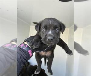 Staffordshire Bull Terrier Dogs for adoption in Houston, TX, USA