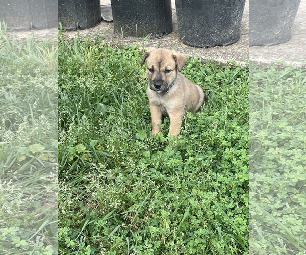 Medium Photo #6 German Shepherd Dog-Unknown Mix Puppy For Sale in The Woodlands, TX, USA