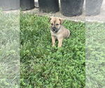 Small #5 German Shepherd Dog Mix