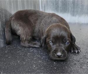 American Staffordshire Terrier-Unknown Mix Dogs for adoption in San Antonio, TX, USA
