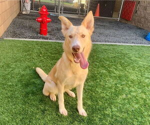 Labrador Retriever-Unknown Mix Dogs for adoption in Moreno Valley, CA, USA