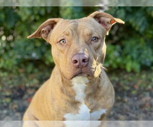 American Bulldog-Unknown Mix Dogs for adoption in Tavares, FL, USA