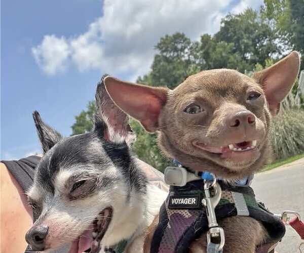 Medium Photo #6 Chihuahua-Unknown Mix Puppy For Sale in Arlington, VA, USA