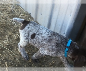 German Shorthaired Pointer Puppy for sale in CRAIG, CO, USA