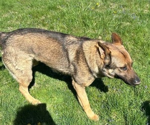 Father of the German Shepherd Dog puppies born on 05/19/2025