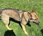 Small Photo #1 German Shepherd Dog Puppy For Sale in ONTARIO, OH, USA