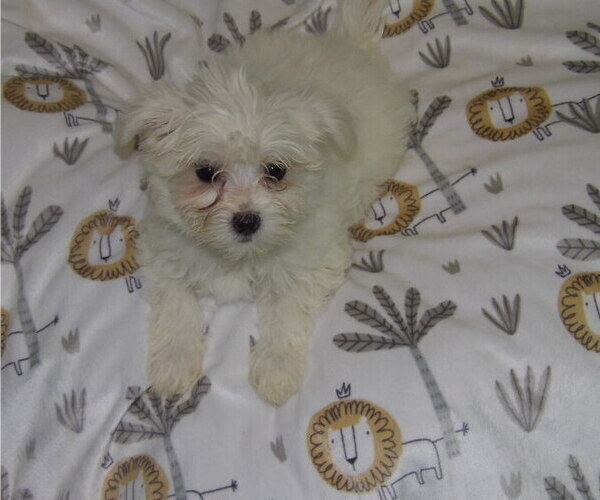 Medium Photo #2 Maltese Puppy For Sale in PATERSON, NJ, USA