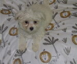 Small Photo #3 Maltese Puppy For Sale in PATERSON, NJ, USA