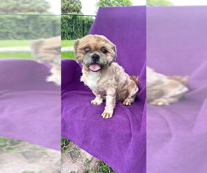 Shih Tzu Dogs for adoption in Weston, FL, USA