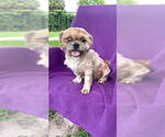 Small Shih Tzu