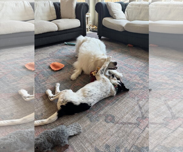 Medium Photo #11 Great Pyrenees-Unknown Mix Puppy For Sale in Dallas, TX, USA